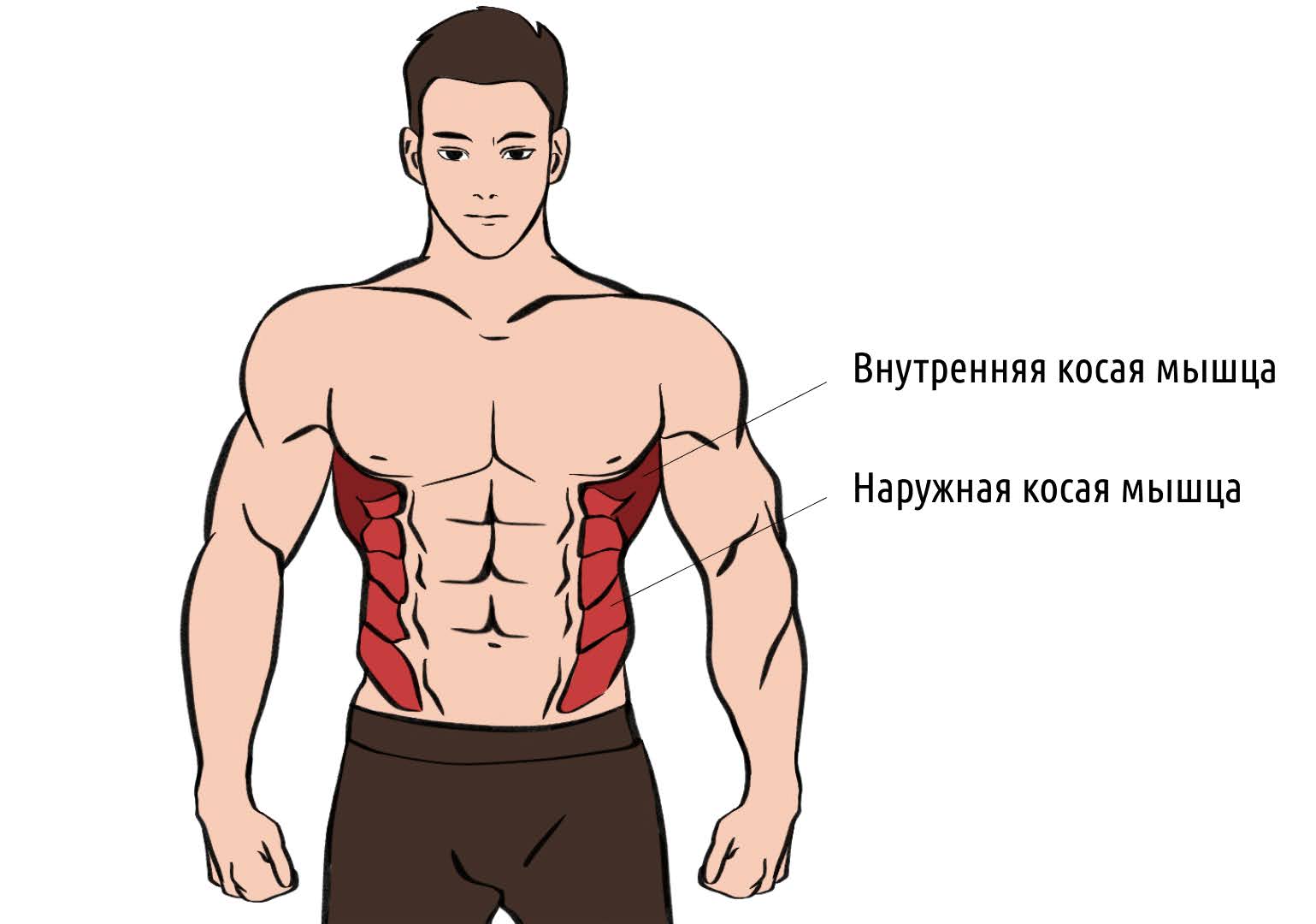 Всё, что нужно знать о нижнем прессе: анатомия, упражнения и мифы – 1