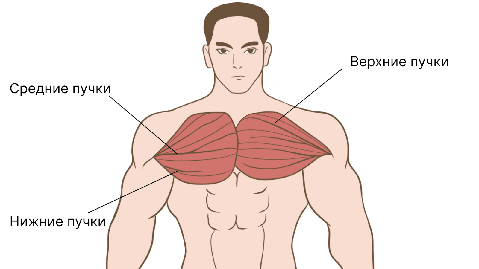 Жим гантелей лежа на наклонной скамье. Техника, ошибки и противопоказания &ndash; 1