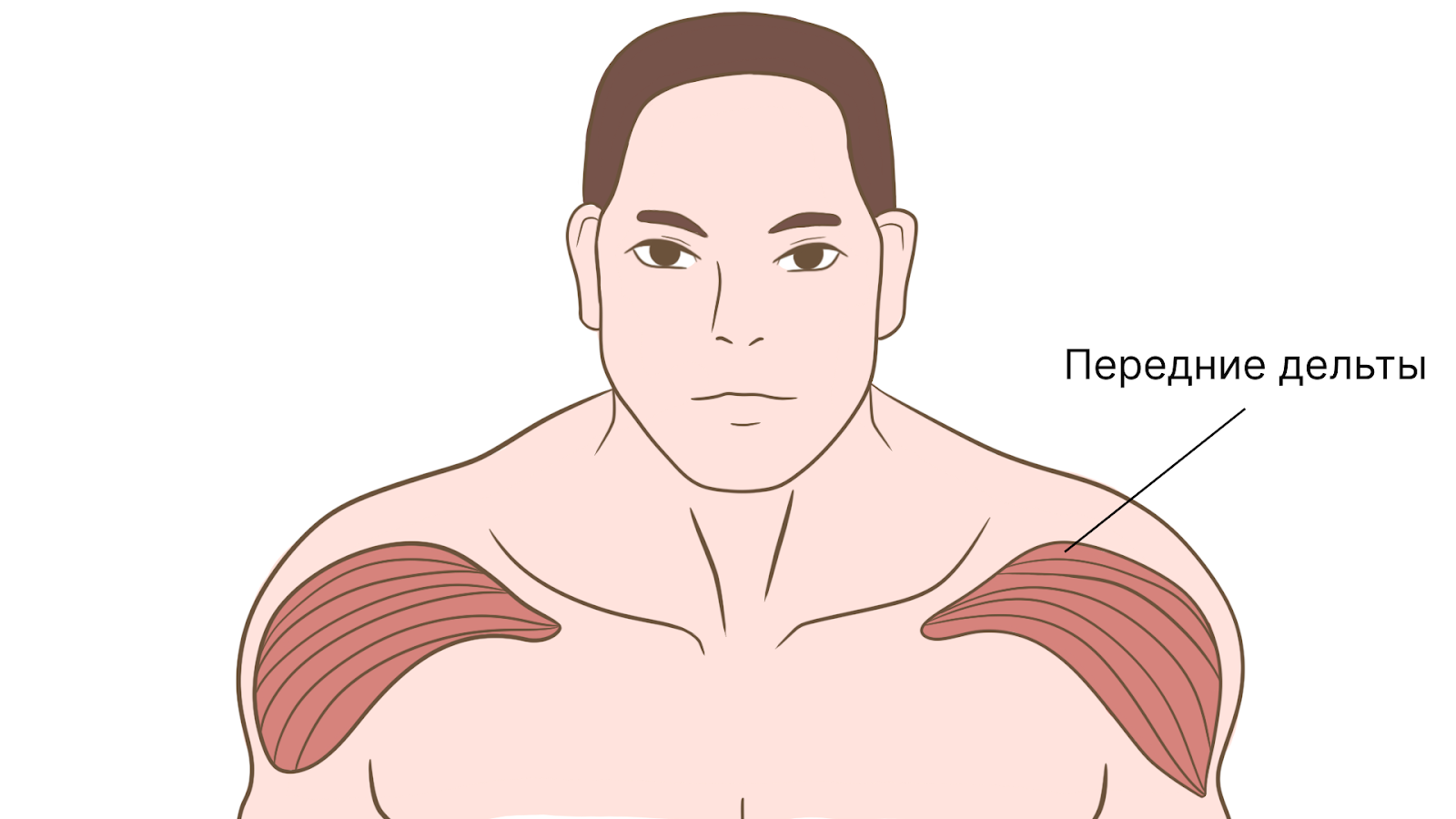 Жим гантелей лежа на наклонной скамье. Техника, ошибки и противопоказания &ndash; 3