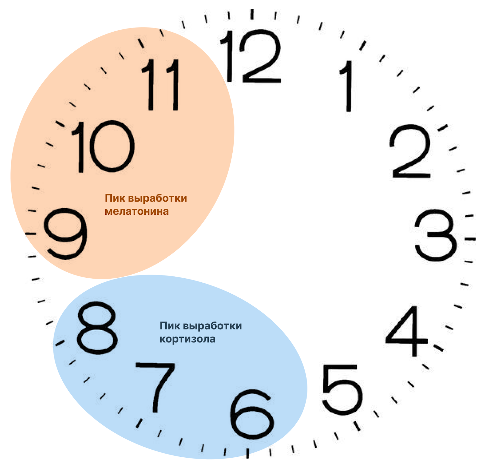 Ученые определили самый эффективный жиросжигатель. Им оказался простой&hellip; &ndash; 2