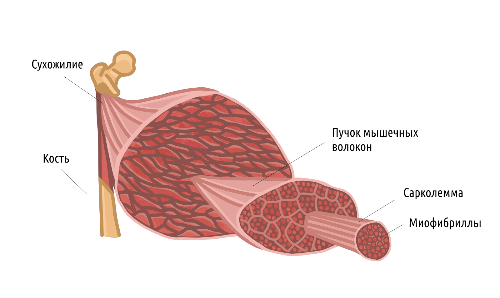 Как быстро набрать мышечную массу мужчине – 1