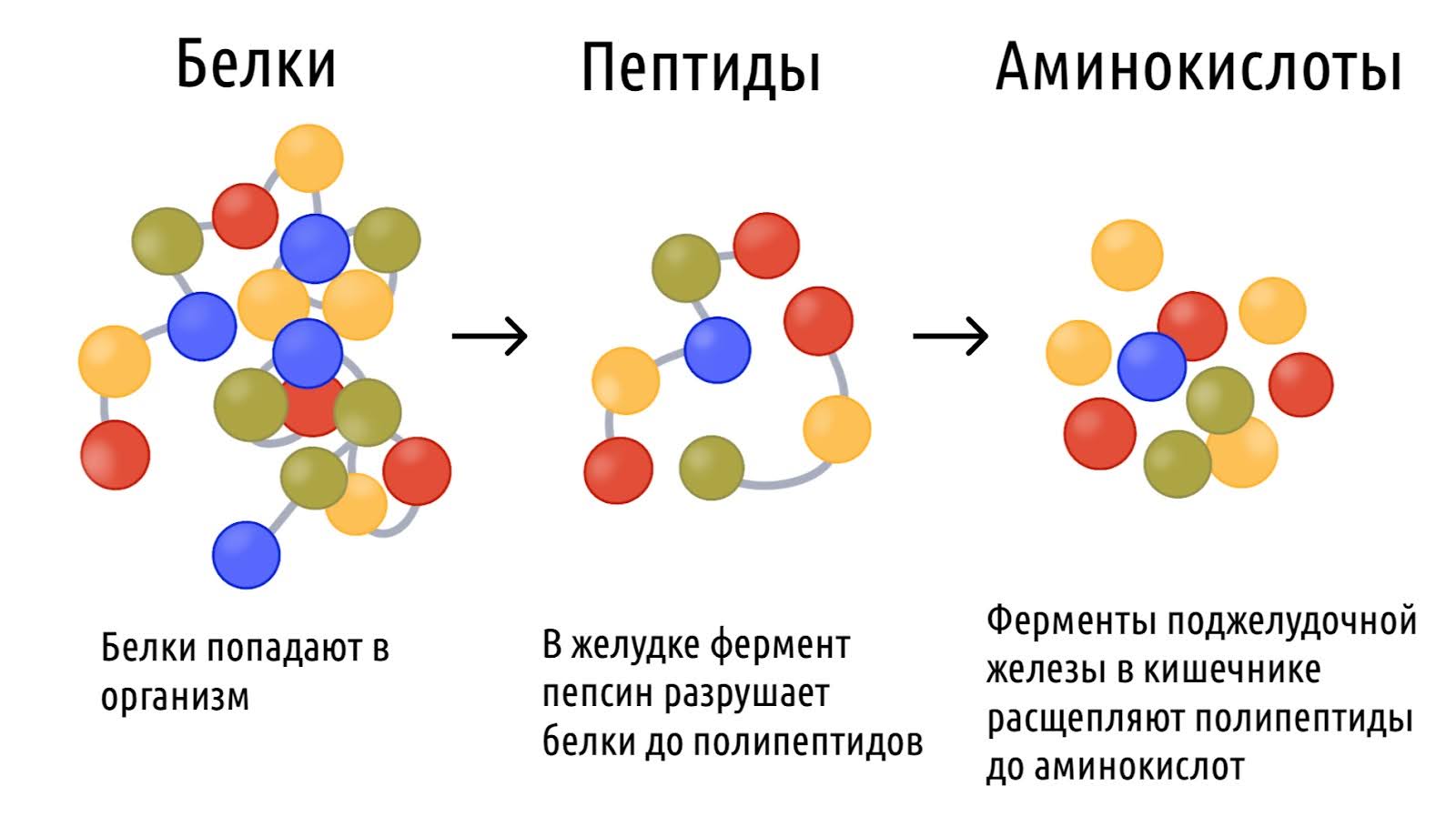 Как правильно пить протеин: какой вид выбрать, когда употреблять и сколько &ndash; 1