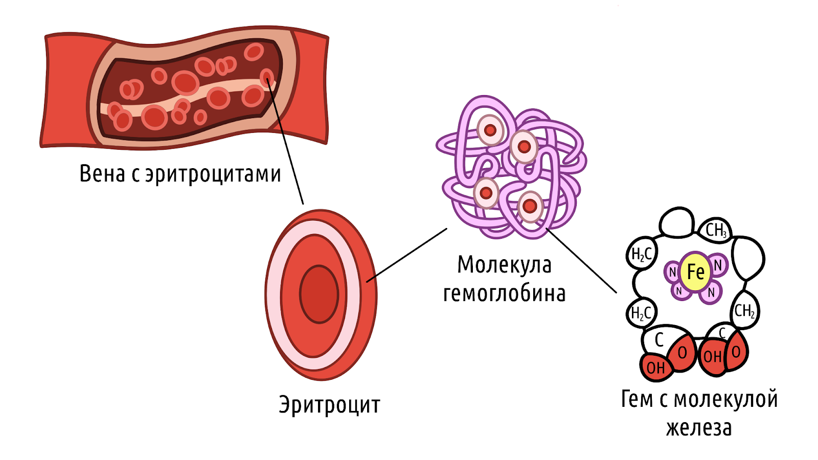 Продукты для повышения гемоглобина: диета и особенности рациона &ndash; 1