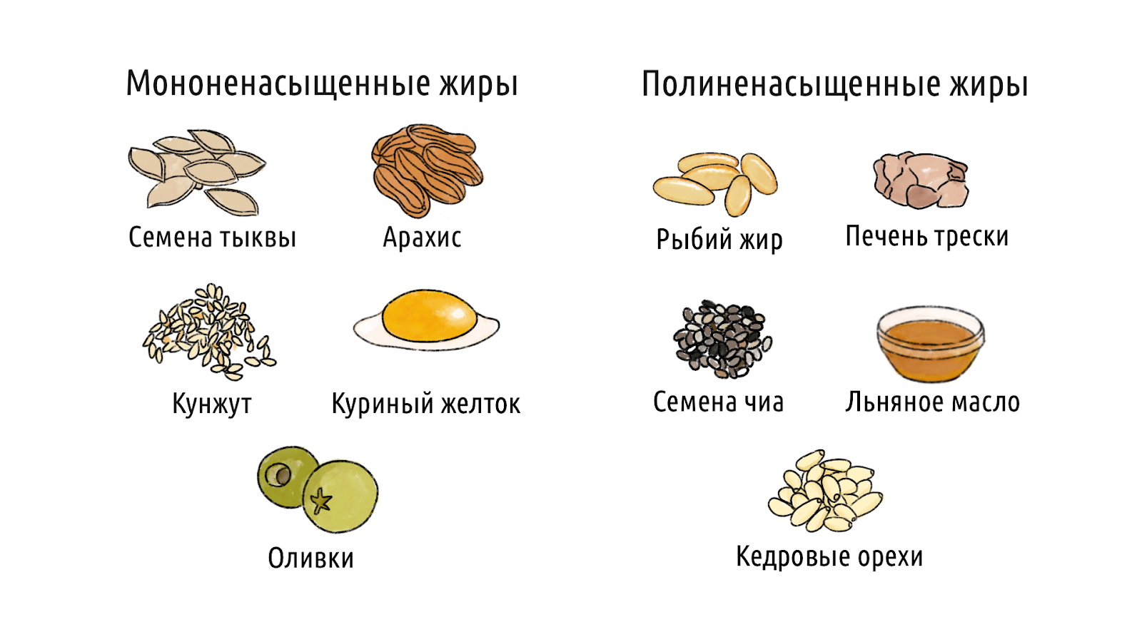 Жиры: в каких продуктах содержатся, и их функция в организме – 2