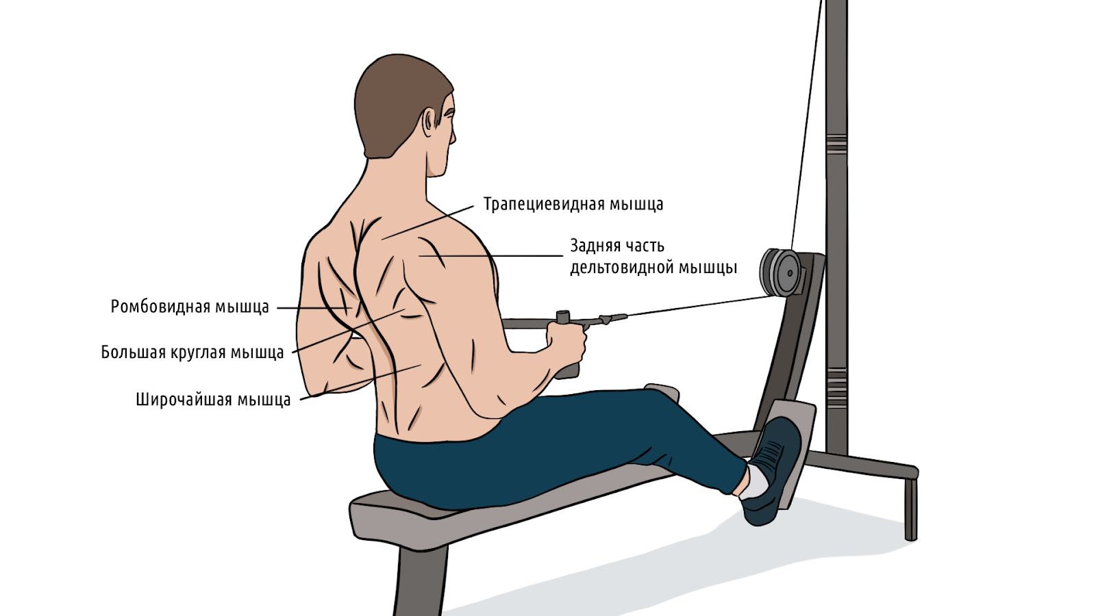 Тяга горизонтального блока: правильная техника для широкой спины &ndash; 1